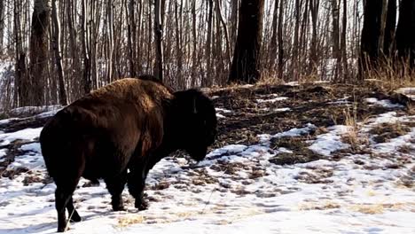 Buffalo-Plain-Bison-Winter-Nahaufnahme-Im-Elk-Island-National-Park-In-Alberta-Kanada,-Wo-Es-400-Gefährdete-Säugetiere-In-Diesem-Lebensraum-Gibt,-Die-In-Einem-Schneebedeckten,-Sonnigen-Wald-1-2-Zeugen