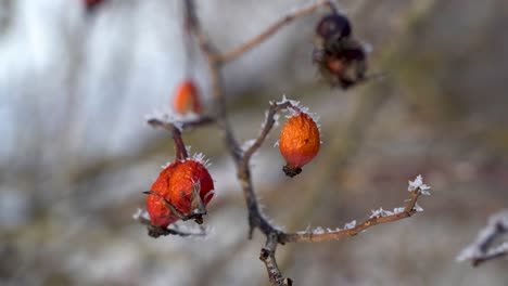 Close-up-of-dried-up-rose-hip-or-dog-rose-plant,-frozen-in-winter