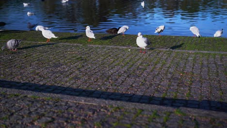 A-variety-of-Birds,-Seagulls,-and-Pigeons-by-a-Pond-in-a-European-Park-Walking-Around-on-Rocks-with-Moss-Growing-From-Them