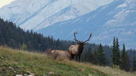 Elk-In-Rut-Standing-At-The-Meadow-While-Other-Animal-Feeds-On-The-Grass-At-The-Countryside-Of-Alberta,-Canada