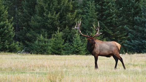 Elk-With-Majestic-Antlers-In-Rut-Stands-In-The-Field-In-Alberta-Canada