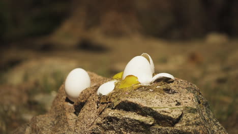 Close-up-view-of-an-egg-broken-with-great-force-by-a-bullet-hitting-it-on-the-outskirts-of-Pleasant-Valley,California,USA