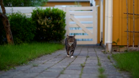 Katze,-Die-Auf-Der-Gartenziegelstraße-Geht