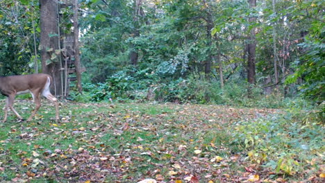 Single-Whitetail-deer-yearling-slowly-walks-across-clearing-in-the-woods-with-a-hunter's-stand-in-autumn-in-the-Midwest
