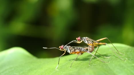 Zwei-Käfer-Paaren-Sich-Auf-Blättern-Im-Garten