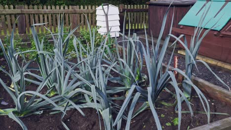 Vegetable-garden-allotment-with-fresh-home-grown-leeks