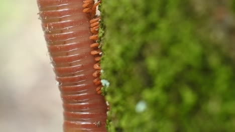 Spirostreptus-leg-details-HD-Video