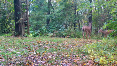 Three-Whitetail-deer-slowly-move-thru-a-clearing-in-the-woods-with-a-hunter's-stand-in-late-summer-in-the-Midwest