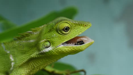 green-chameleon-head-hd-videos.-close-up-of-chameleon