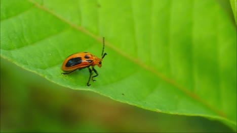 Macro-Ladybug-Es-Un-Pequeño-Insecto-Con-Hermosos-Colores