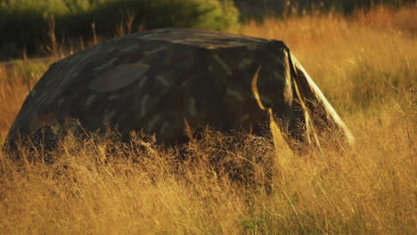 Close-up-shot-of-a-single-tent-pitched-in-the-grassland-of-Pleasant-Valley,-California