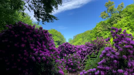 purple-flower-trees-in-the-park-on-a-sunny-day