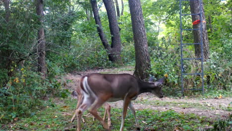 Whitetail-deer-doe-and-her-twin-yearlings-slowly-move-along-a-trail-in-the-woods-with-a-hunter's-stand-in-late-summer-in-the-Midwest