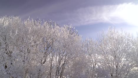 Pan-over-white-frozen-tree-tops-against-blue-sky
