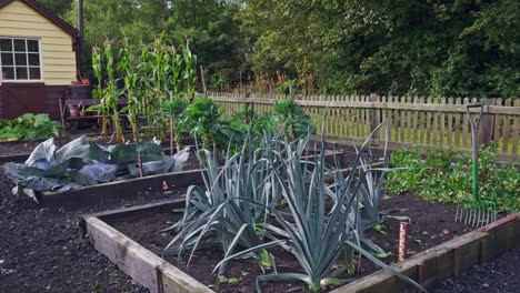 Garden-allotment-with-fresh-home-grown-organic-vegetables