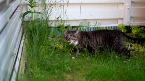 cat-eating-grass-in-the-garden