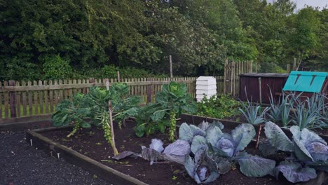 Garden-allotment-with-fresh-home-grown-organic-vegetables-in-raised-beds