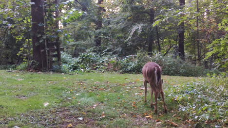 Whitetail-deer-grazing-in-clearing-in-the-woods-in-early-autumn-in-the-Midwest-USA