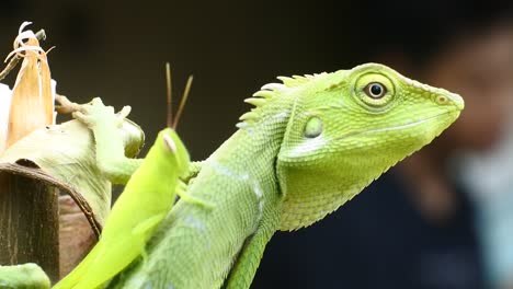 green-chameleon-head-hd-videos