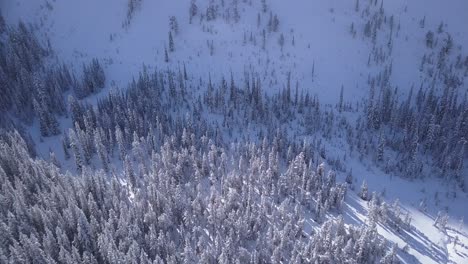 Snow-covered-evergreen-trees-thin-out-on-mountain-avalanche-slope