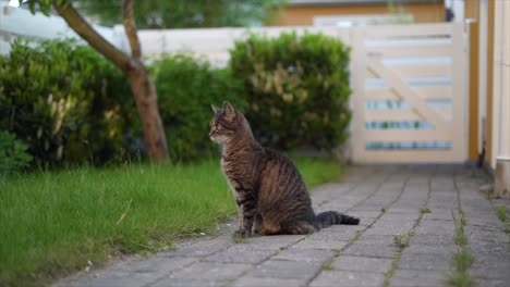 Katze,-Die-Auf-Der-Gartenziegelstraße-Sitzt