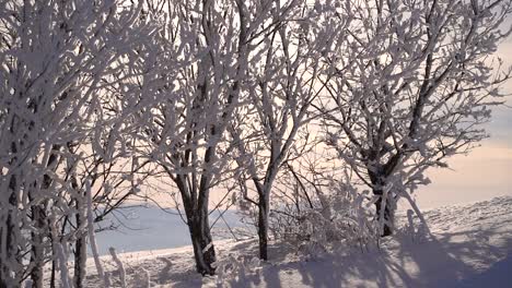 Nieve-Cayendo-De-Hermosas-Siluetas-De-árboles-Contra-El-Sol-En-Invierno