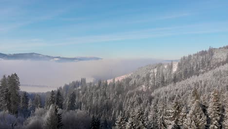 Atemberaubender-Flug-Durch-Verschneite-Baumwipfel-In-Winterlandschaft-Bei-Klarem-Wetter