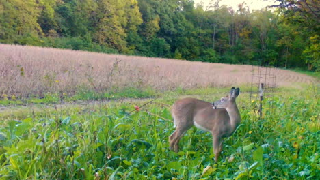 Single-whitetail-deer-grazing-in-a-food-plot-next-to-a-mature-soybean-field-in-the-Midwest