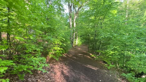 Auf-Dem-Weg-In-Einem-Grünen-Wald