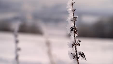 Close-up-view-of-winter-grass-with-hair-frost-softly-waving-in-wind