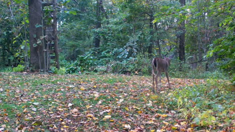 Single-Whitetail-deer-yearling-slowly-moves-thru-a-clearing-in-the-woods-with-a-hunter's-stand-in-late-summer-in-the-Midwest