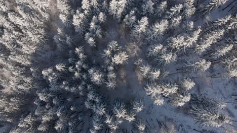 Overhead-drone-shot-passing-through-snowed-in-forest-landscape