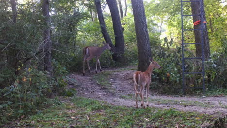 Whitetail-Deer-doe-and-her-fawn-cautiously-walking-on-a-ATV-trail-thru-the-wood-near-a-deer-stand,-in-early-fall-in-Illinois