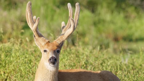 Close-up-shot-of-lying-male-Marsh-Deer-looking-around