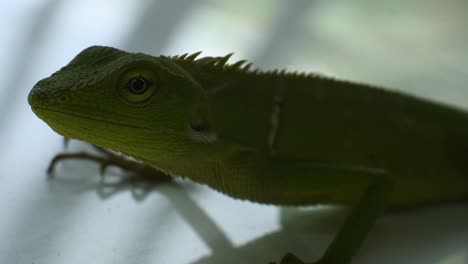 green-chameleon-head-hd-videos.-close-up-of-chameleon