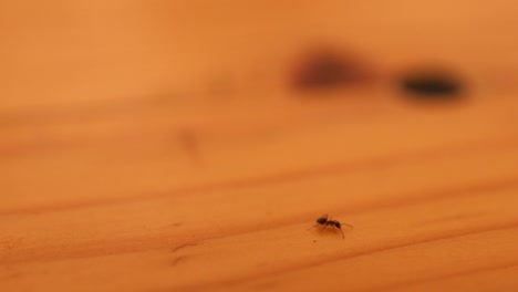 Hormiga-Caminando-Sola-Sobre-Una-Mesa-De-Madera,-Experiencia-De-Exploración,-De-Cerca