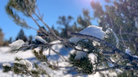 Close-up-shot-of-snow-and-ice-sitting-on-a-tree-branch-in-a-nature-landscape