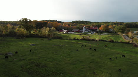 Aerial-View-of-Idyllic-American-Countryside-at-Fall,-Herd-of-Cows-Grazing-in-Meadow-on-Farming-Ranch-Field,-Drone-Shot