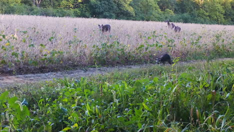 Two-whitetail-deer-grazing-in-mature-soybean-field,-racoon-running-on-trail-along-the-field-in-Midwest