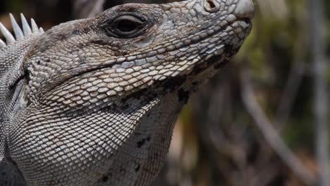 Extreme-close-up-view-of-scaly-Iguana-face-in-sunny-jungle