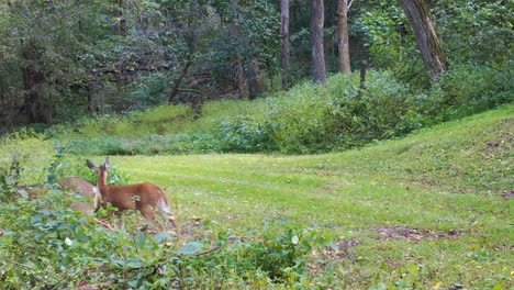 Whitetail-doe-walking-along-the-edge-of-a-groomed-trail-thru-the-woods-in-the-Midwest-and-her-two-fawns-scurry-to-catch-up-to-her