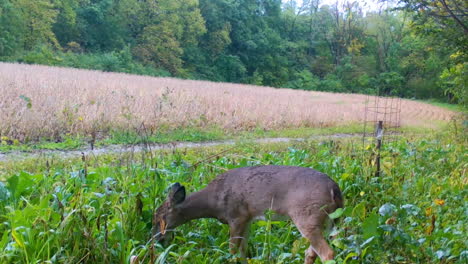 Single-whitetail-deer-yearling-munching-on-a-food-plot-next-to-a-mature-soybean-field-in-the-Midwest