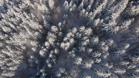 Von-Oben-Nach-Unten-Steigende-Luftaufnahme-über-Verschneite-Waldlandschaft-Und-Baumwipfel