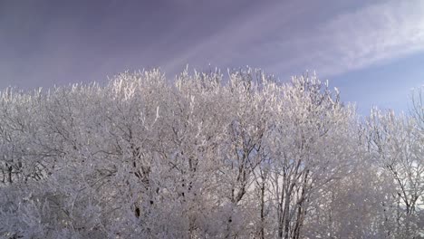 Pan-over-white-frozen-tree-tops-against-blue-sky