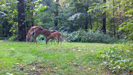 Whitetail-deer-doe-slowly-move-thru-a-clearing-in-the-woods-while-her-twin-fawns-romp-in-late-summer-in-the-Midwest