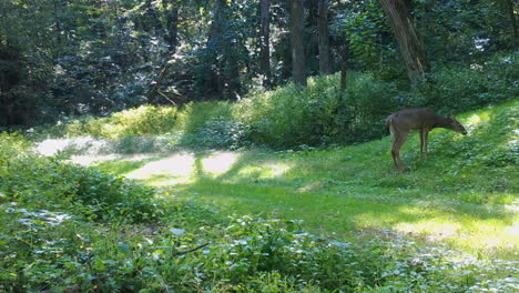 Young-Whitetail-Deer-buck-with-small-antlers-causally-walking-across-a-groomed-trail-in-the-woods-and-then-grazing-on-grass-in-late-summer-in-upper-Midwest