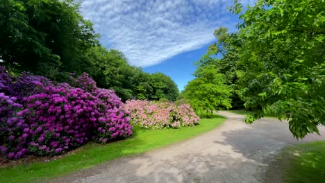 Lila-Blütenbäume-Im-Park-An-Einem-Sonnigen-Tag