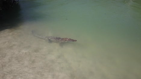 Big-crocodile-on-sandbar-in-brackish-mangrove-lagoon-in-the-sunshine