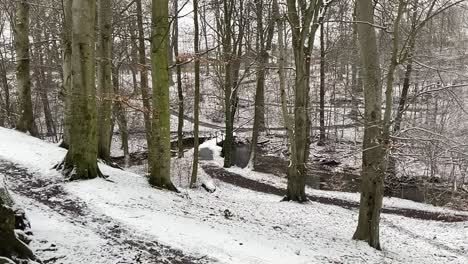 snowing-outside-in-park-forest