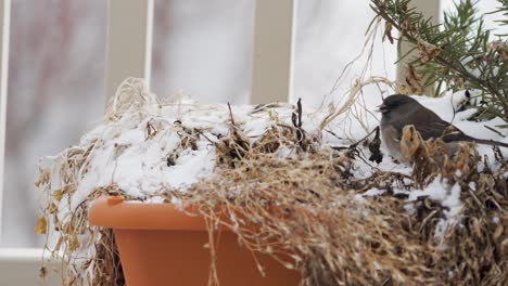 A-dark-eyed-Junco-forages-for-seeds-in-the-snow-garden-boxes-during-a-mild-snow
